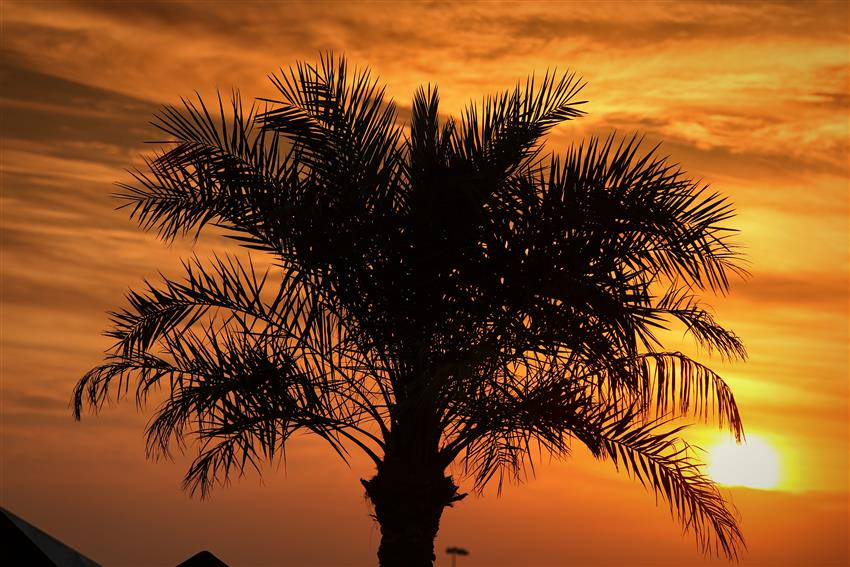 Palm tree and sunset